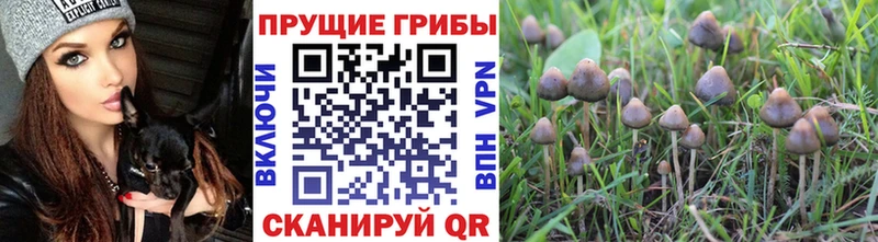 как найти закладки Прокопьевск Псилоцибиновые грибы мицелий